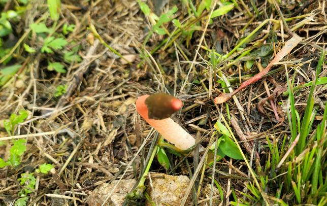 이 야생버섯의 이름은 무엇인가요?의 0번 째 이미지