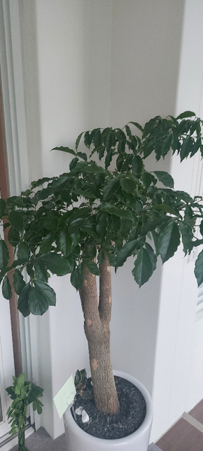 나무 종류가 어떻게 되나요? 관리법 궁금해요의 2번 째 이미지