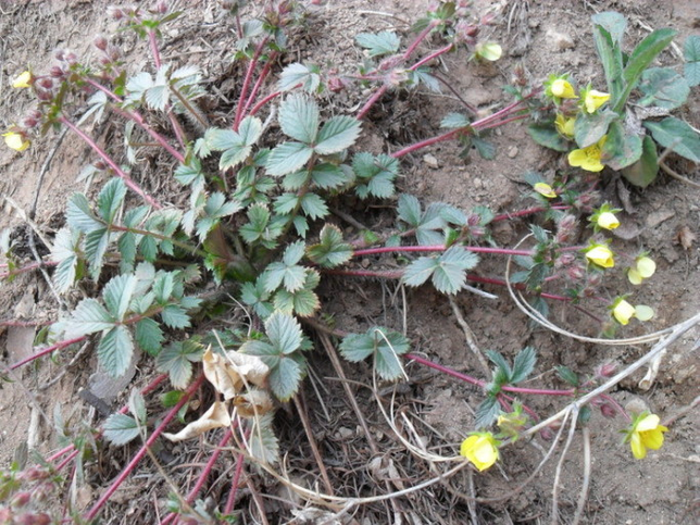 둥그렇게 자태가 좋은 이 야생풀 이름 무엇인가요?의 0번 째 이미지