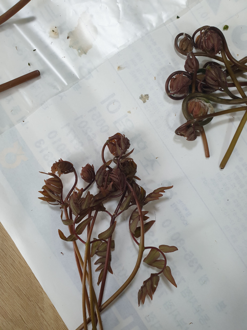 잎이 살짝 핀 고비나물은 못먹나요??의 0번 째 이미지