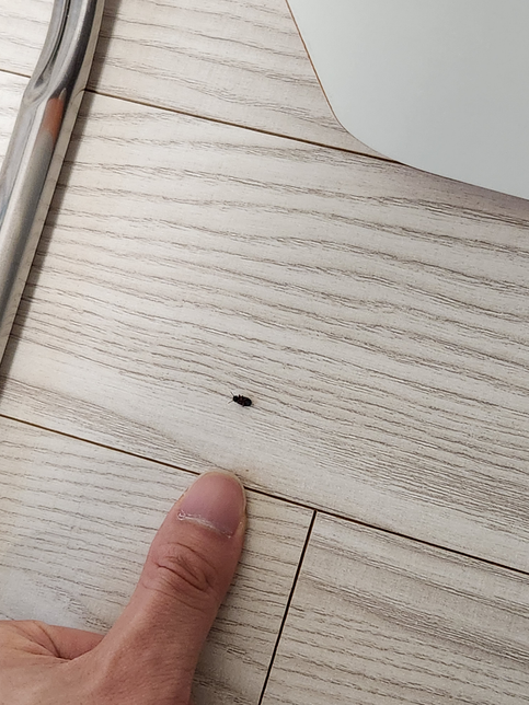 이거 무슨 벌레인가요? 사진 첨부합니다의 0번 째 이미지