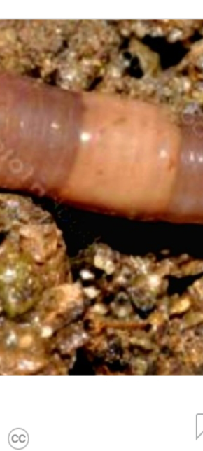 지렁이 몸에 띠같은 것이 있는데 왜 그런가요?의 0번 째 이미지