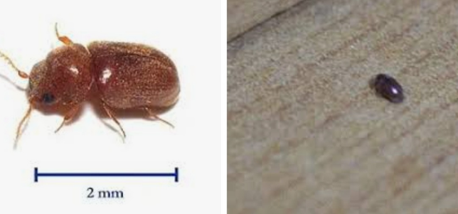 동그란 권연벌레 퇴치법 부탁드립니다. (사진있음)의 0번 째 이미지