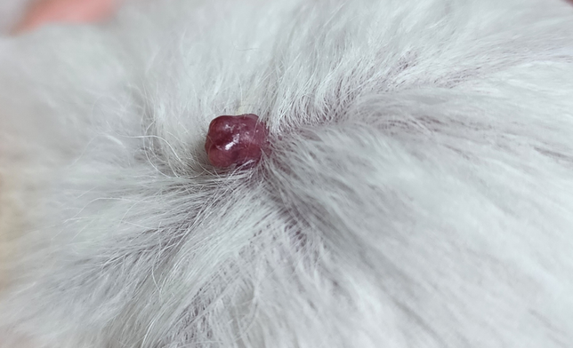 강아지 머리에 뭐가 났어요 뭘까요?의 0번 째 이미지