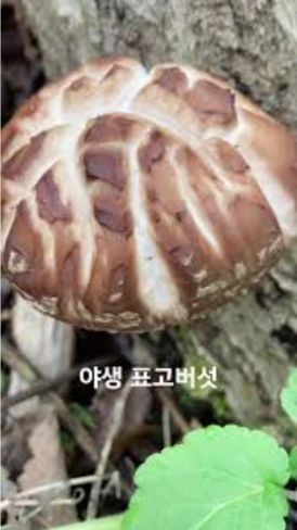 표고버섯 이야기